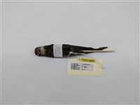 藏品(小雨燕)的圖片